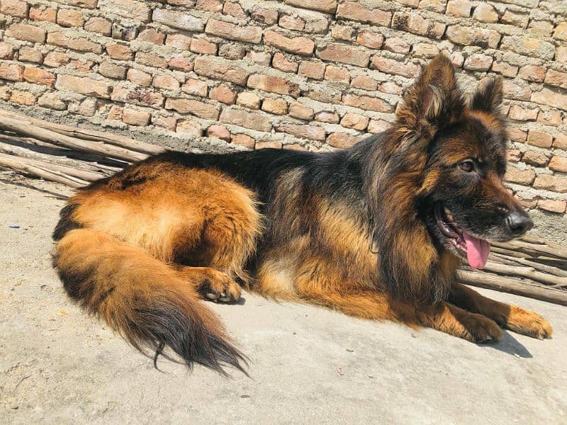 show quality Male for sale 1