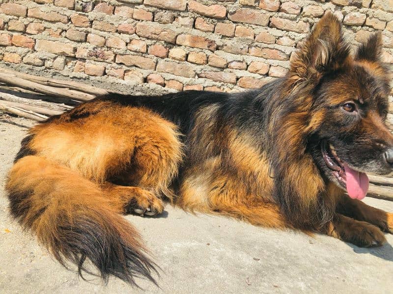 show quality Male for sale 2