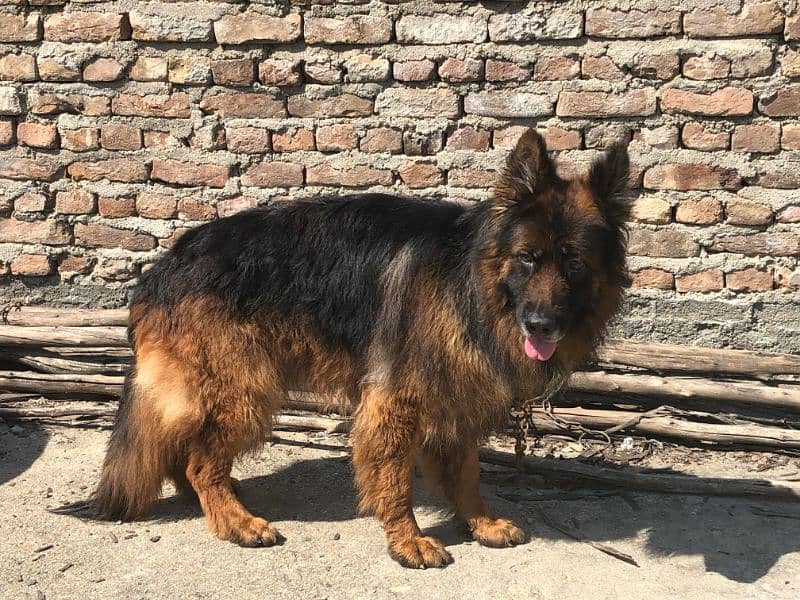 show quality Male for sale 3