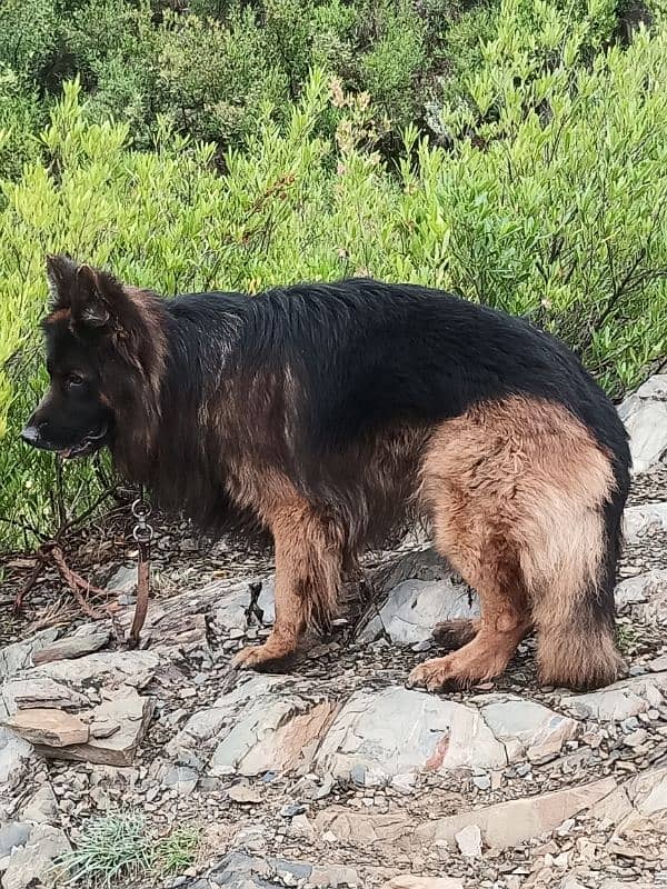 show quality Male for sale 4