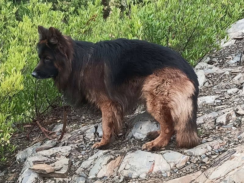 show quality Male for sale 5