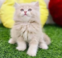 Persian Kitten