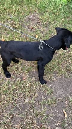 Labrador Male Puppy in Black