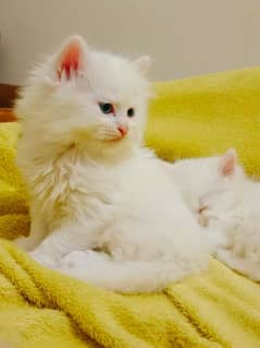 Pure Persian kittens homebreed