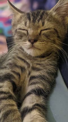 Adoption shorthair tabby kitten