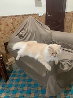 Persian female cat triple coats