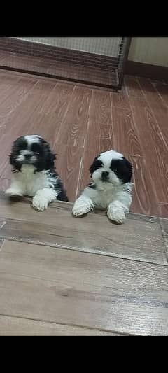 shihtzu male puppy available for new home