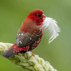 stawberry finch available for sale in lahore 3500 pair 5. months