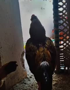 Best quality 7 hens and 3murgay