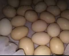 Aseal heara ke fertile egg ha