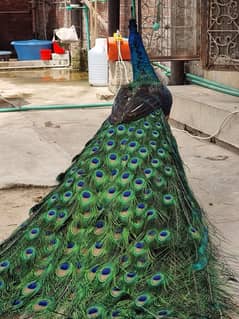 peacock pair ready to give eggs