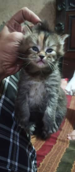 taripal coated kitten