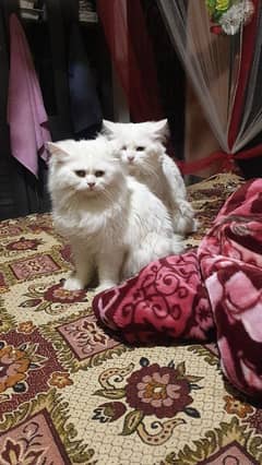 Persian triple coated cat