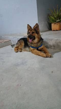 German shepherd Female