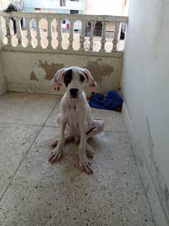 Pakistani Bully Kutta