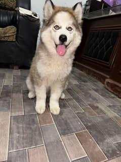 Siberian husky male wolli kot blue eyes location Lahore 03195486513