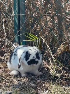 Holland Lop & Lion Head Rabbits for sale