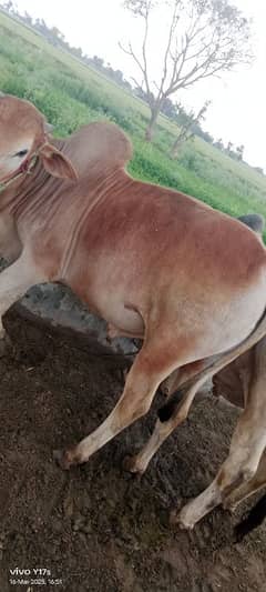 5 Bulls sale for Eid e Qurban