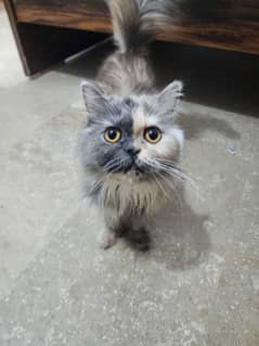 Persian cat