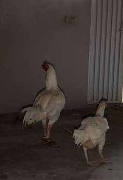 Beautiful heera aseel breeder pair for sale.