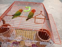 Fisher Pair Orange  with Green feather with Cage For Sale Urgent