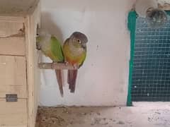 pineapple green conure