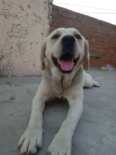 Labrador