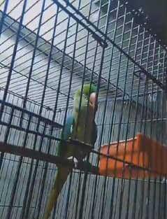 03403400940 . . . . . raw parrot female