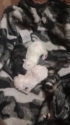 pershian kitten available for sell urgent 20 days old. 03238478058.