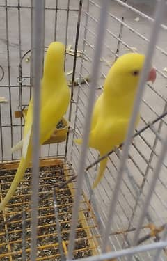 yellow parrot pair