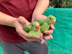 green ringneck chicks