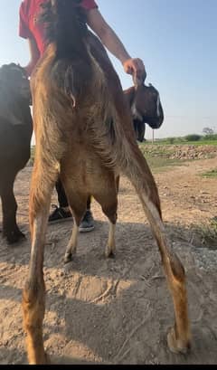 one goat+ one male kid 1 bakri or 1 nar bacha hai sath