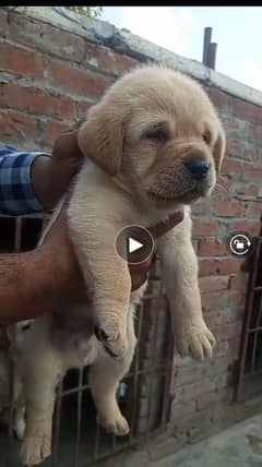 british labrador pup for sale 03207562262