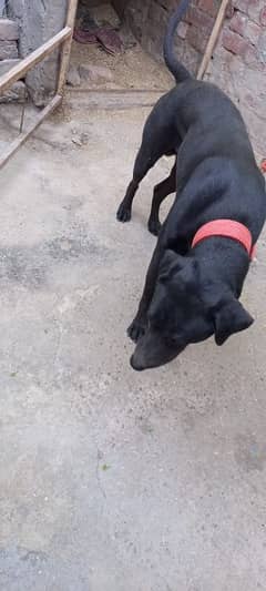 Black English Pointer Dog 100% Original Breed