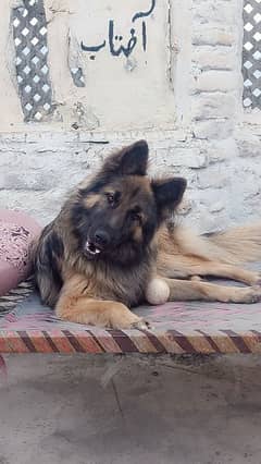 Belgian tervueran dog