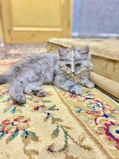 Persian cat Gray Colour