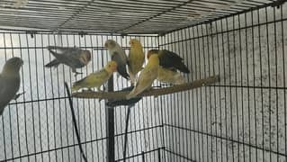 Love Birds Breeder pairFor Sale each pair price 3500