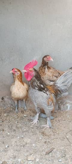 3 hen 1 cock