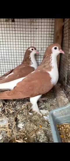 red sherazi 200% breeder pair for sell