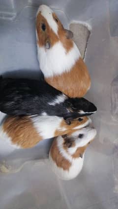 Guinea pigs /English