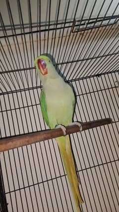 03403400940 . . . . . raw parrot female.