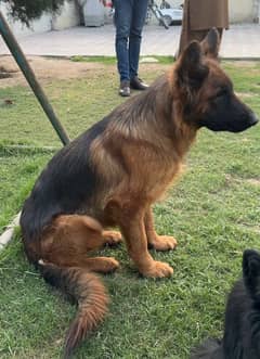 Pedigree German Shepherd Breeder Female