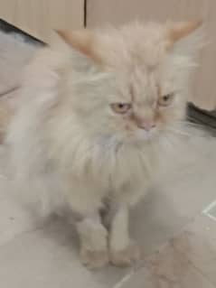 Persian cat Male