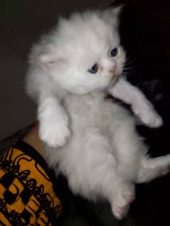 Cat/ Persian/ kittens/ Punch face/ triple coated/- Blue Eyes/ Baby/