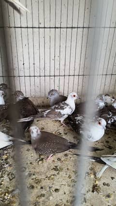 Diamond pied doves for sale