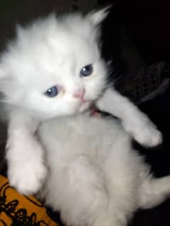 Cat/ Persian/ kittens/ Punch face/ triple coated/! Blue Eyes/ Baby/