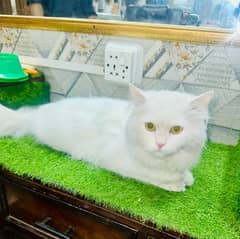 persian Cat