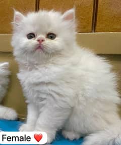 Cat/ Persian/ kittens/ Punch face/ triple coated-/ Blue Eyes/ Baby/