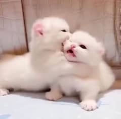 kittens*