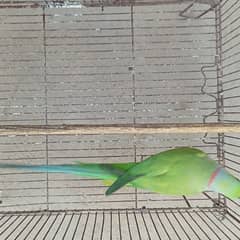 Parrot For sale